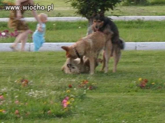 Czyżby trójkącik