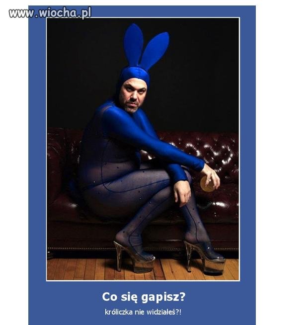 Króliczek..