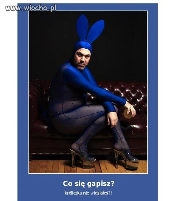 Króliczek..