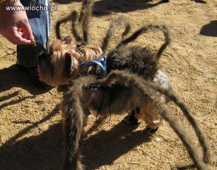 SpiderDog