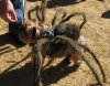 SpiderDog