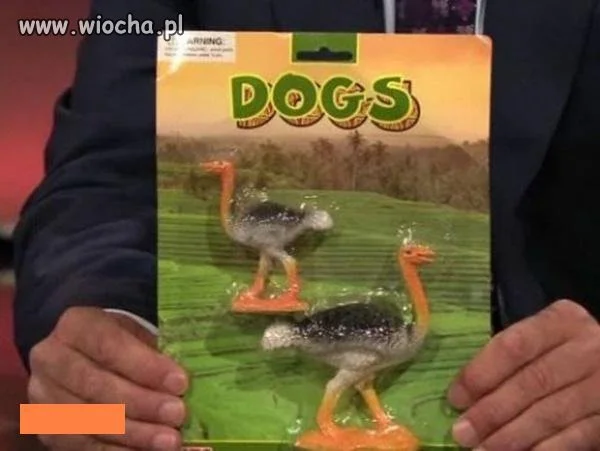 Albo gdzieś w świecie psy wyglądają inaczej