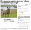 U nas też wykorzystują "owieczki"...