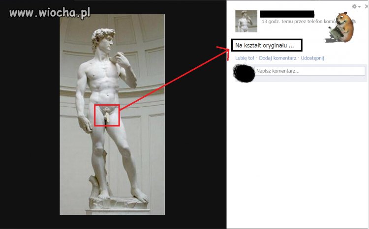 Członek wydłużony w paincie + Opis...
