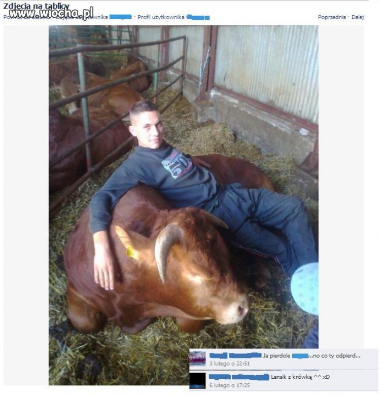 Lansik z krówką
