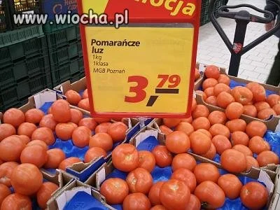 Nowa odmiana ''Pomarańczy''
