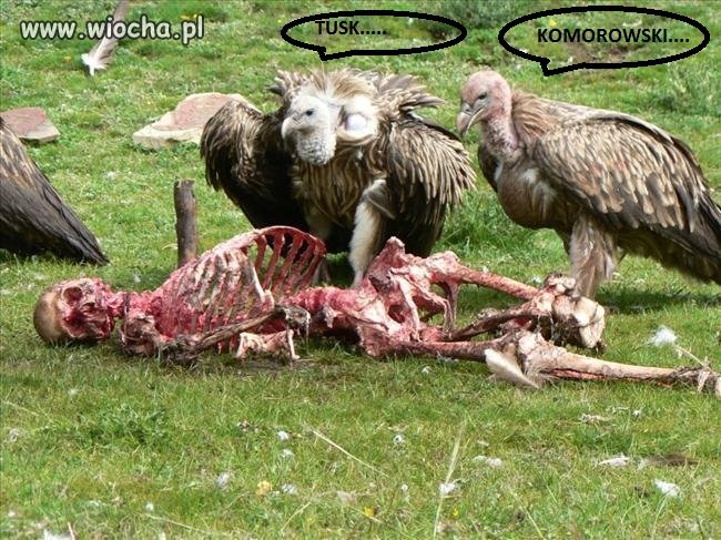 ICH JEST WIĘCEJ W SEJMIE... 
