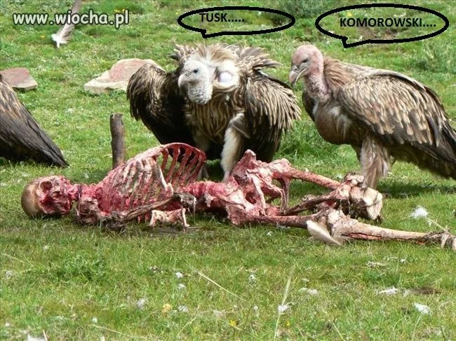 ICH JEST WIĘCEJ W SEJMIE... 