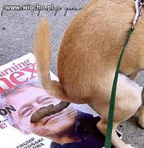 Jak widać piesek wie co robi