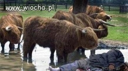 ...cztery żubry 