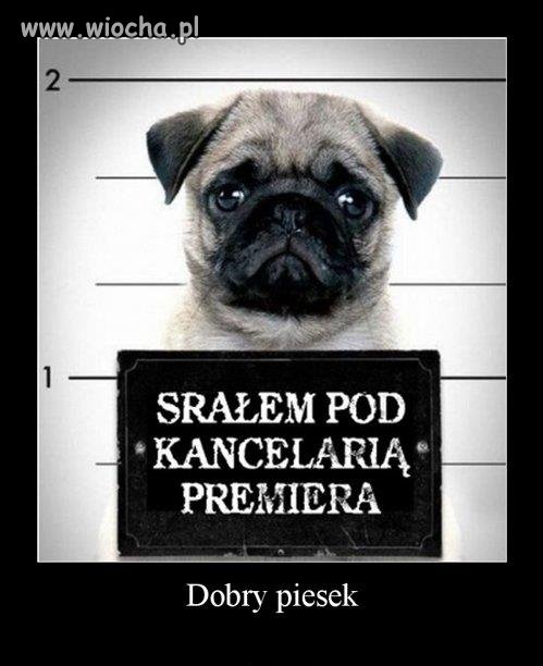 Dobry Piesek