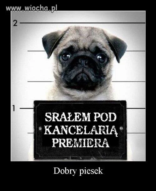 Dobry Piesek