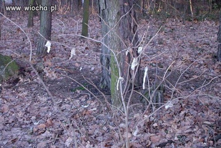 Dziewczyny mają wolne dzisiaj