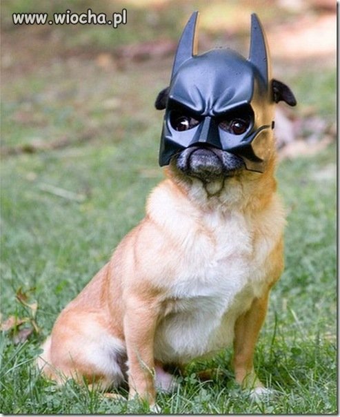 Dogman