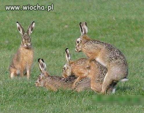 Efekt zająca