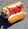 Hot dog.