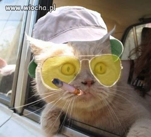 W opisie Gangsta Cat