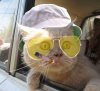 W opisie Gangsta Cat
