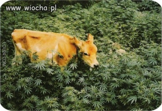 Krowa z Milki jest by poruszać...