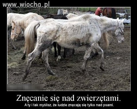 Bo to jest dla mnie największą wiochą.
