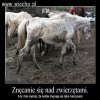 Bo to jest dla mnie największą wiochą.