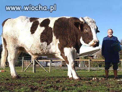 W rozmiarze XXL