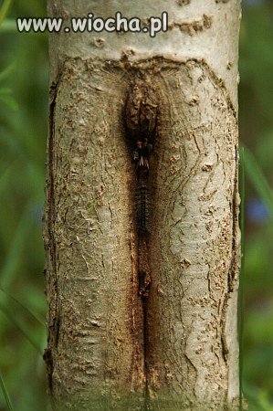 Ach ta nasza matka natura