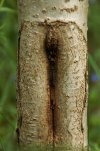 Ach ta nasza matka natura