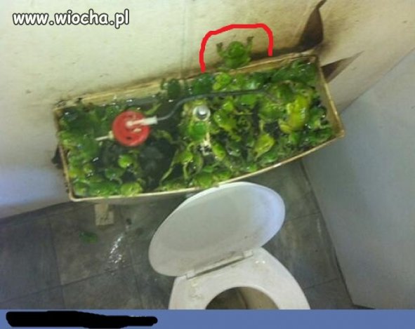 Nowoczesna hodowla żabek