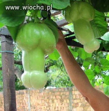 Ach piękne i dorodne 