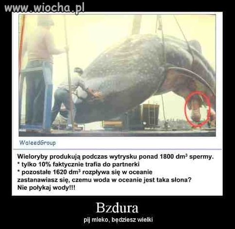 Jedz nad morze 