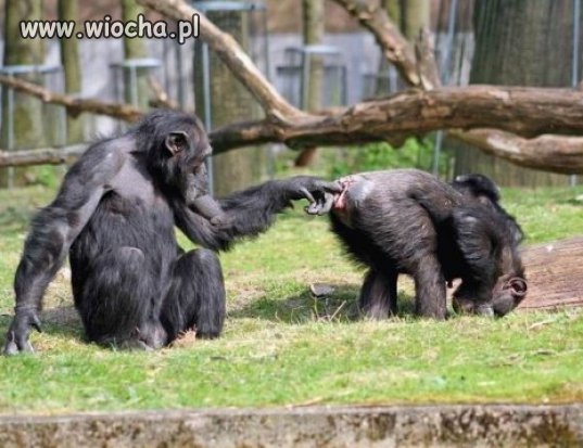 Takie tam w zoo.