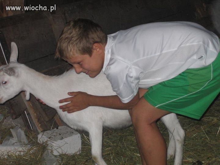 Zdjęcie z kozą