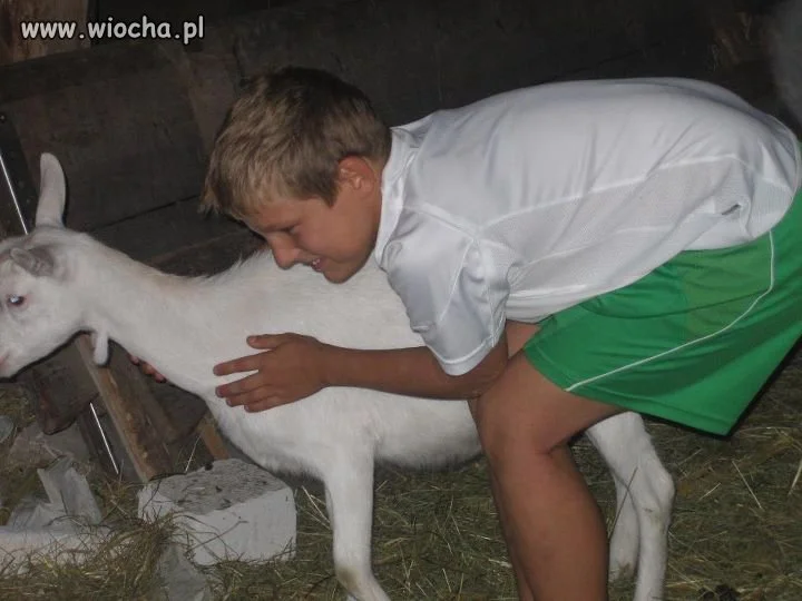 Zdjęcie z kozą