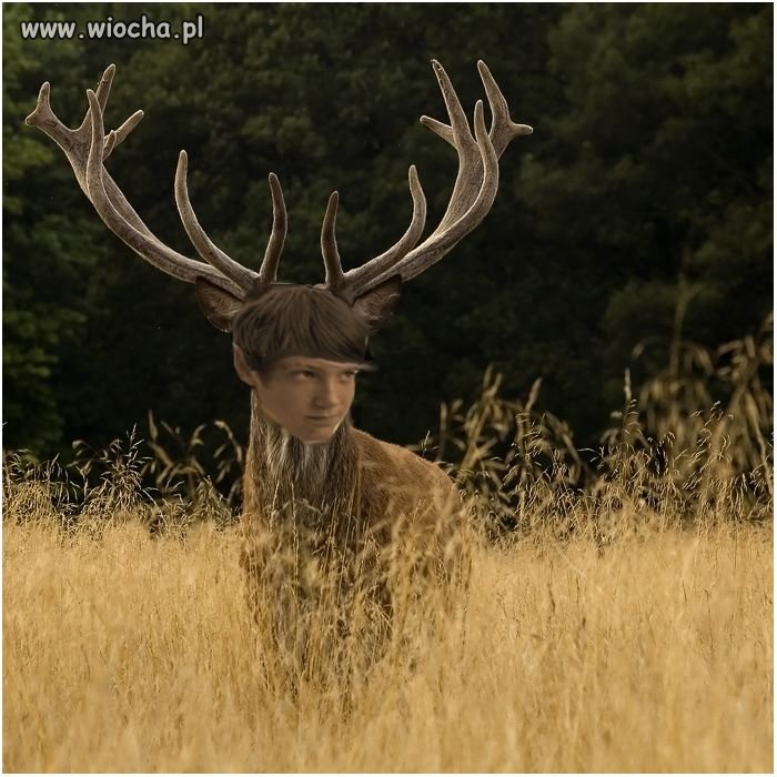 PRAWIE JAK JELEŃ