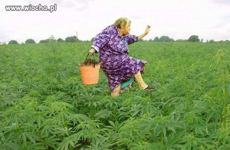 Babcia zbiera ziółka dla wnusia