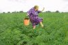 Babcia zbiera ziółka dla wnusia