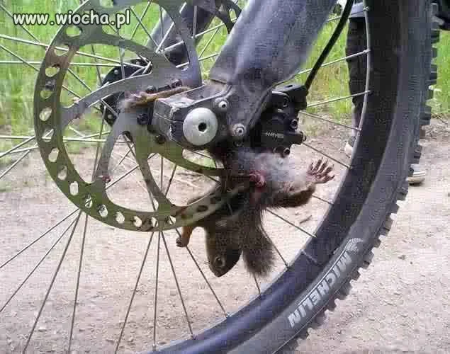 Zabił biedną Wiewiórkę !!!