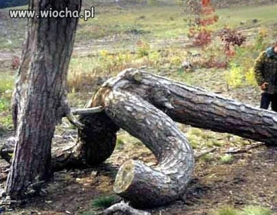 Natura też potrafi.