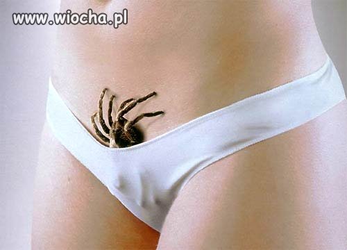Czarna wdowa???