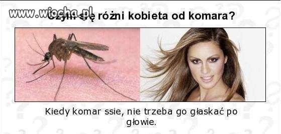 Czym różni się kobieta od komara