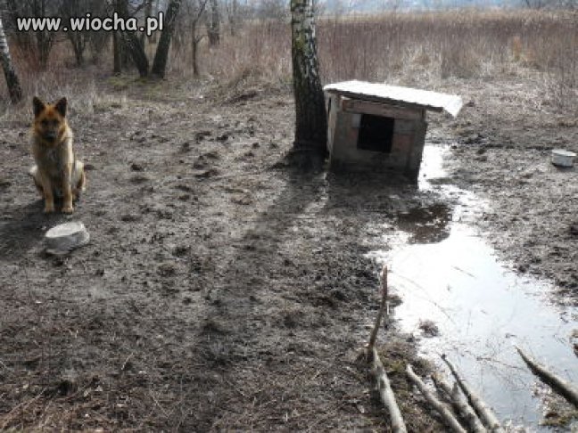 Może niech właściciel tego psa sam