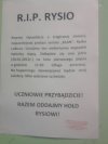Rysio