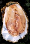 FRUTTI DI MARE