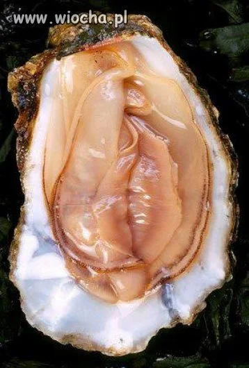 FRUTTI DI MARE