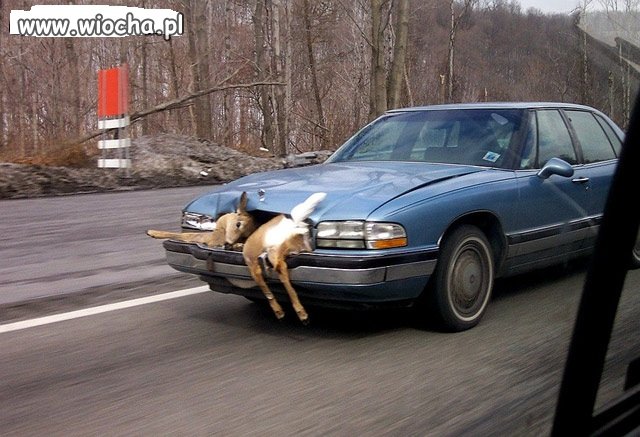 -Stachu!!!...Chyba w coś wjechałeś!!!