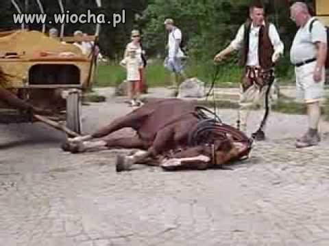 Przyjaciele zwierząt