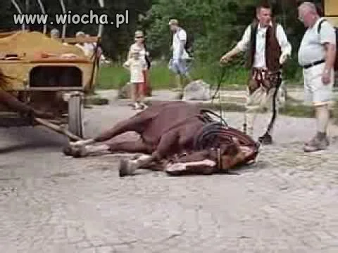 Przyjaciele zwierząt