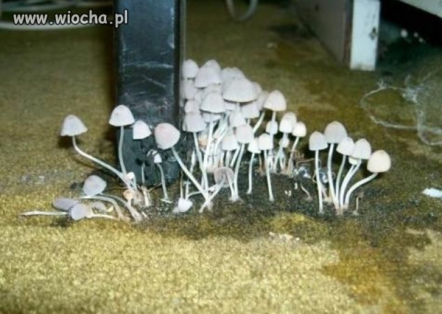 Chyba czas
