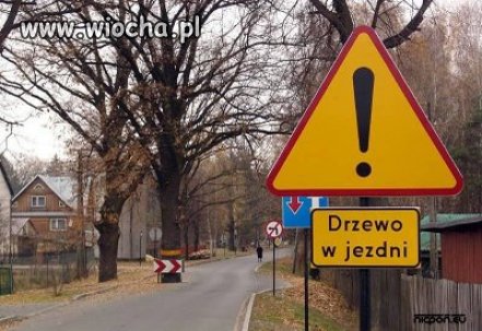 Drzewo w jezdni...